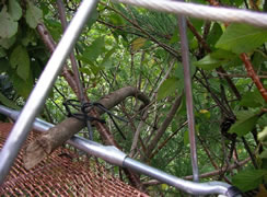 周辺の樹木からパスウェイの床に渡された誘導用の枝